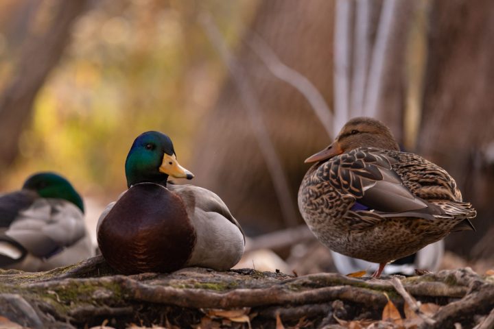 Duck-Hunting-Season